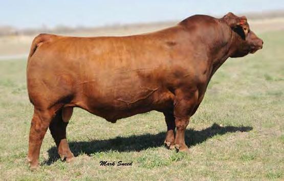 She then tops it off with a wonderful disposition I would expect no less from the way she is bred. This should be a fantastic cow.
