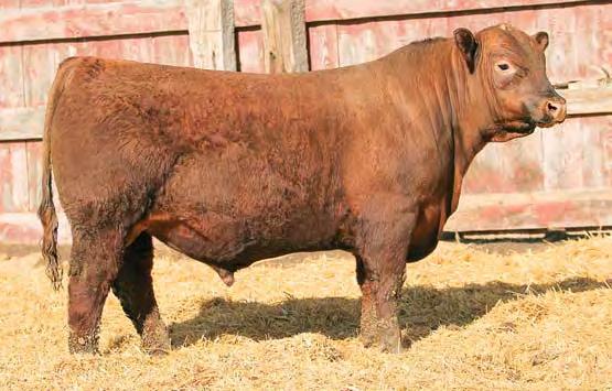 Bred Heifers C-T Red Rock 5033, service sire for Lot 30 27 C-T MISS PAN 5101 2/12/15 3471572 100% 1A C-T GRAND DESIGN 3023 HXC ELLIE