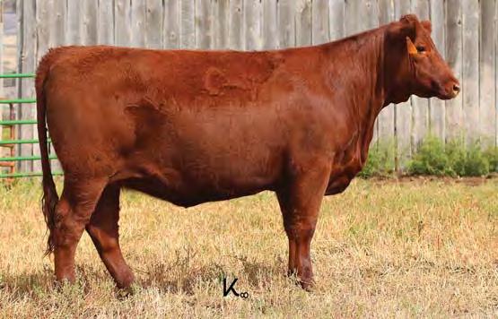 00 Bred to: C-T RED ROCK 5033 (#3471552) Due Date: 2/10/17 This Verdi heifer has a lot to offer with a dark red color and a great maternal