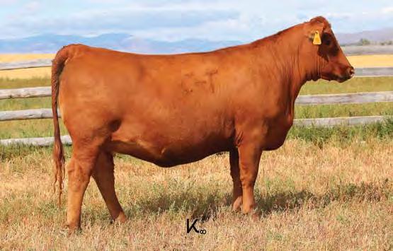 01 Bred to: 5L INDEPENDENCE 560-298Y (#1450309) Due Date: 2/8717 C29 is a moderate-framed, deep, thick-made heifer with a bright future ahead of her.