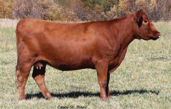 A76 s 2016 bull calf weighed 845# on October 10.