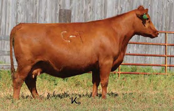 00 Bred to: PCHFRK PRIME 1323 (#1601273) Due Date: 3/10/17 Powerful and productive Grand Statement daughter. Great individual performance with a 108 WR and 103 YR, all with a 92 BR.