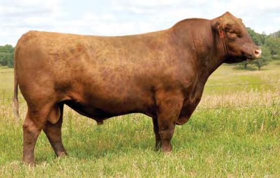 10 17 0.32-0.01 Bred to: 5L INDEPENDENCE 560-298Y (#1450309) Due Date: 2/10/17 7113 is a big volume, easy keeping Big Sky daughter.