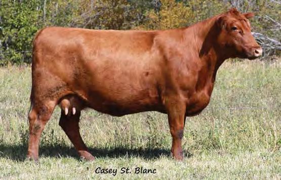 01 Bred to: FEDDES CONQUEST Y1-A203 (#1607792) Due Date: 4/5/17 Z63 is a daughter of Mulberry X648 who left some really good females and powerful bulls.