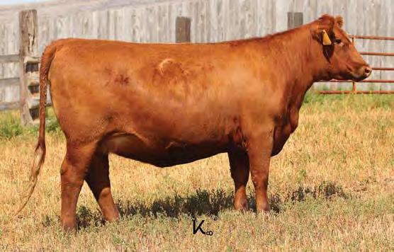 4. There s tons of maternal strength in the pedigree, nicely rounded out with a phenomenal set of growth and carcass numbers. Seven of her EPDs are in the top third of the breed or higher.