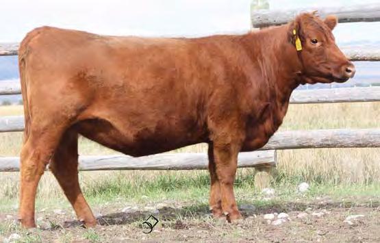 01 Bred to: DKK C-T REDEEM 402 (#1684529) Due Date: 4/8/17 C80 should make a beautiful cow like her dam.