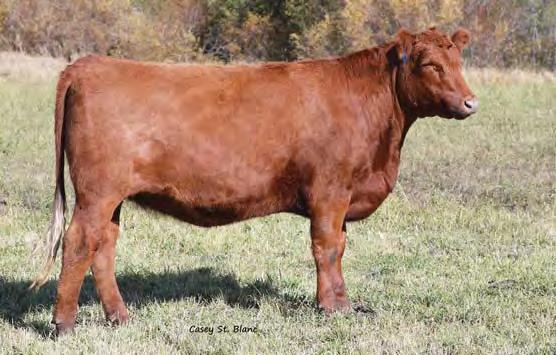 Her sire, Grand Kingdom, is a powerful bull that is flawless in his phenotype feet and leg structure. See video.