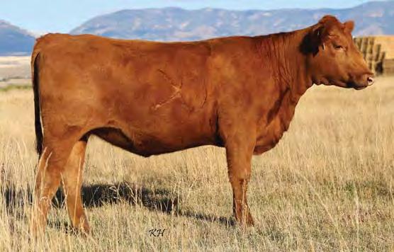 Klompien Red Angus will pay to DNA the resulting calf in order to parent verify the sire.