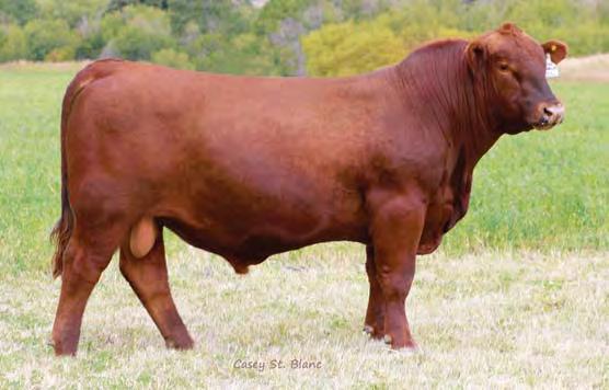 00 Bred to: C-T EXCEPTIONAL 5015 (#3471517) Due Date: 4/5/17 Very balanced Right Kind 107 heifer, from the powerful Honest Girl cow family. She has loads of volume and a very correct phenotype.