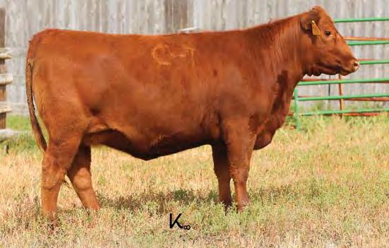 C-T Exceptional 5015, service sire HXC Declaration 5504C, service sire of Green Mountain Red Angus bred heifers 71 GMRA REBALASS 561 1/26/15 3467035 100% 1A BECKTON EPIC R397 K BECKTON EPIC K F075