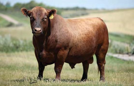 01 Bred to: DKK C-T REDEEM 402 (#1684529) Due Date: 3/15/17 C88 s maternal granddam was sold through this sale as a coming 10-year-old cow.