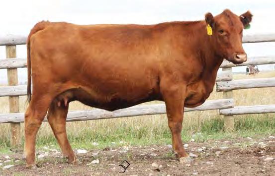 00 Bred to: FEDDES CONQUEST Y1-A203 (#1607792) Due Date: 4/13/17 B33 is an ET daughter of the Lot 1 cow (7150) in this sale, who has a 104.4 MPPA.