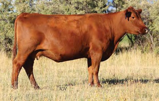 03 Bred to: C-T GRAND KINGDOM 2065 (#1512408) Due Date: 3/17/17 X46 has eight traits in the top 25% of the breed including Milk, HPG, YG and REA in the top 9%.