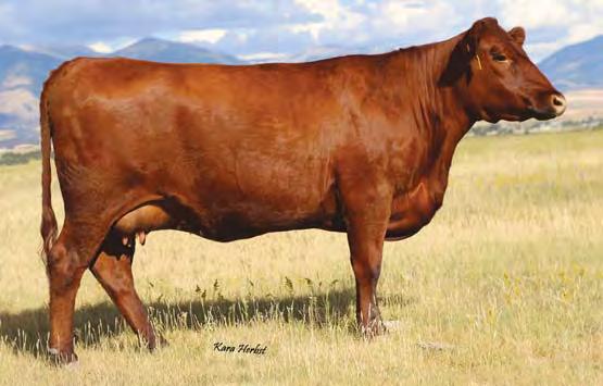 01 Bred to: FEDDES BOBCAT A230 (#1607674) Due Date: 3/3/17 Here is a beautiful Towkana cow out of a dam with an MPPA of 106.9 on nine calves.
