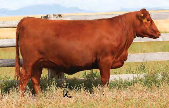 00 Bred to: 5L INDEPENDENCE 560-298Y (#1450309) Due Date: 1/22/17 Don t miss this Copper Queen heifer. Sire is by the great female-making C-T Quest 1103.