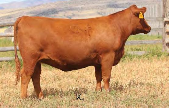 Bred Heifers Lot 97 97 GMRA ANGIE 580 2/1/15 3467069 100% 1A FRITZ JUSTICE 8013 VGW JUSTICE 614 FRITZ CHRIS 6047 GMRA PEACEMAKER 1216 GMRA THELMA 930 GMRA THELMA 319 GMRA ANGIE 311 HXC ELLIE MAY