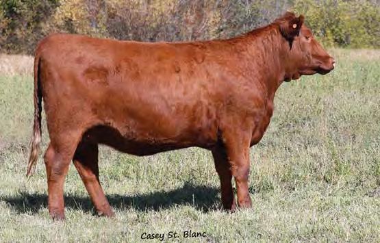 02 Bred to: HXC DECLARATION 5504C (#3494198) Due Date: 5/2/17 This Peacemaker daughter is out of a young Conquest dam out of one of the high-production cows in the GMRA herd, who posts a 105.6 MPPA.