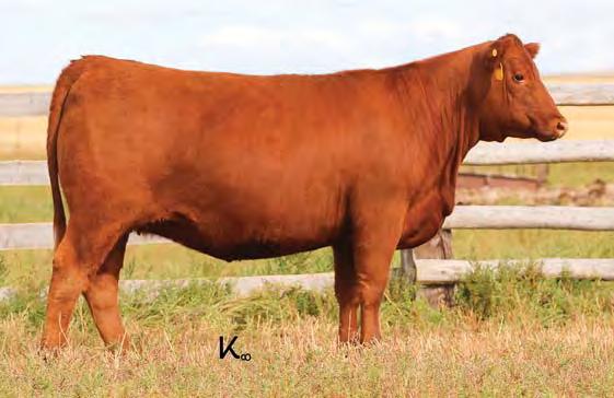 05 Bred to: HXC DECLARATION 5504C (#3494198) Due Date: 3/7/17 This cherry-red Roosevelt daughter is out of a dam with a 102.6 MPPA on 6. Please note that 583 is a Category II.