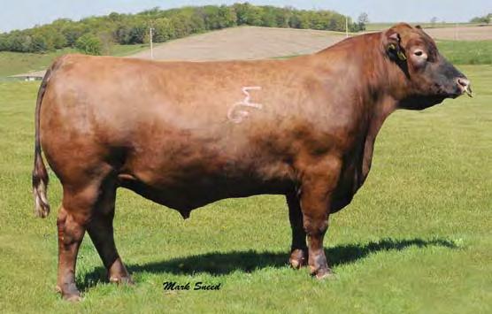 01 Bred to: HXC DECLARATION 5504C (#3494198) Due Date: 3/23/17 Don t miss out on this last Trilogy heifer in the sale.