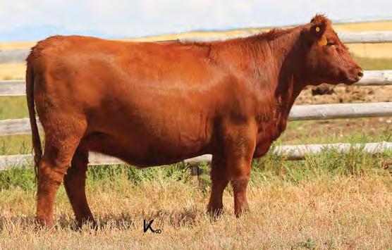 03 Bred to: C-T EXCEPTIONAL 5015 (#3471517) Due Date: 3/30/17 These X28 daughters are making great cows and 5083 is well on her way. She has a nice balanced set of EPDs with six traits in the top 16%.