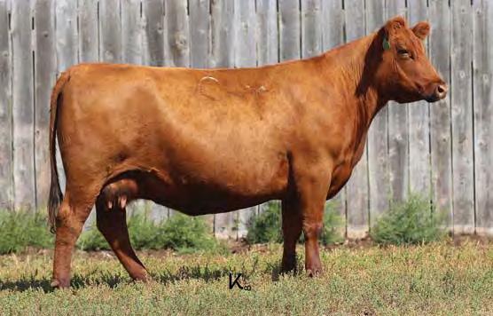00 Bred to: DK BRONSON B739 (#1697503) Due Date: 3/19/17 This dark-red, beautiful lady, is moderate framed and highly capacious.