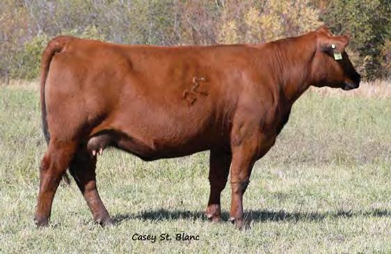 10 4 12 0.58 0.06 33 0.22 0.01 Bred to: BIEBER FAF ROLLIN DEEP B627 (#1709419) Due Date: 4/15/17 What an impressive young cow to lead off the GMRA offering at this sale!