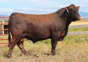 She has produced many standouts and her daughters are some of the best cows we own.