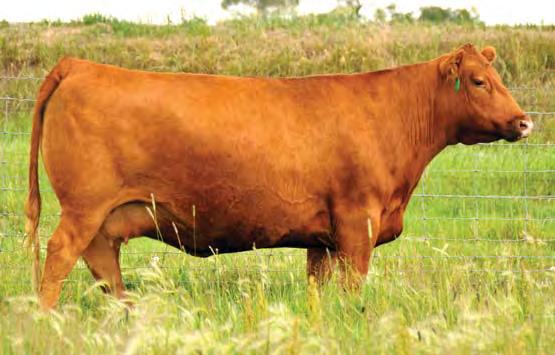 01 Bred to: 5L ADVANTAGE 2170-165A (#1627167) Due Date: 4/3/17 Z49 is a Conquest daughter out of the great Feddes Lakina 310 cow, and a maternal sister to the breed-impact sire of great females,