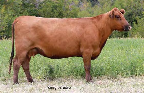 She is a full sister to Feddes Big Horn Z150 who is working in the Barenthsen and Bullinger Red Angus herds in North Dakota, and another full brother at Rocking Bar H Red Angus in Washington.