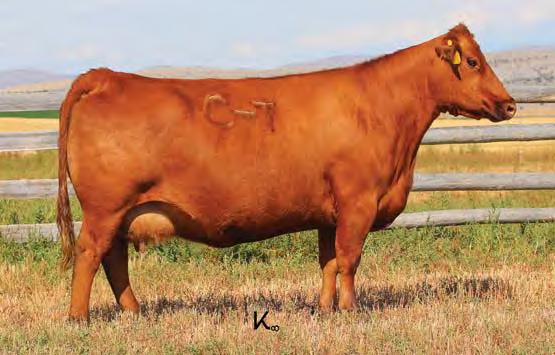 01 Bred to: GMRA TEDDY 5212 (#3467105) Due Date: 3/28/17 Loads of dimension, power, carcass and goodness. Gorgeous body type with an extra-long spine.
