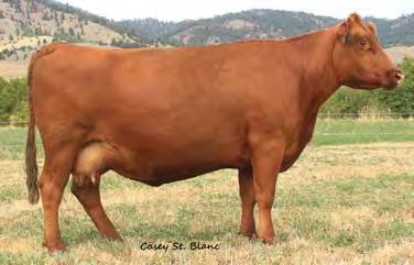 06 Bred to: PIE ONE OF A KIND 510 (#3503311) Due Date: 2/26/17 Donor cow quality!