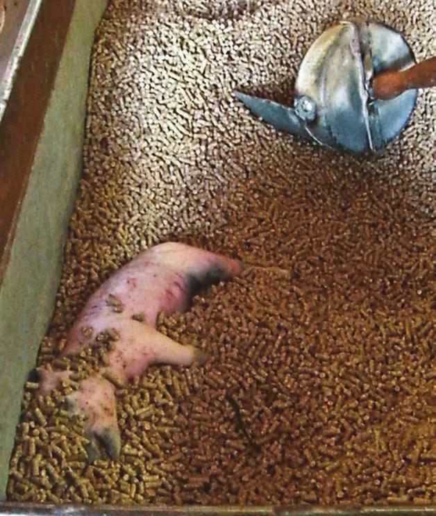 Inside the British Pork Industry Figure 7: Piglet left to die inside a feed barrel Figure 8: Female pig with a rectal
