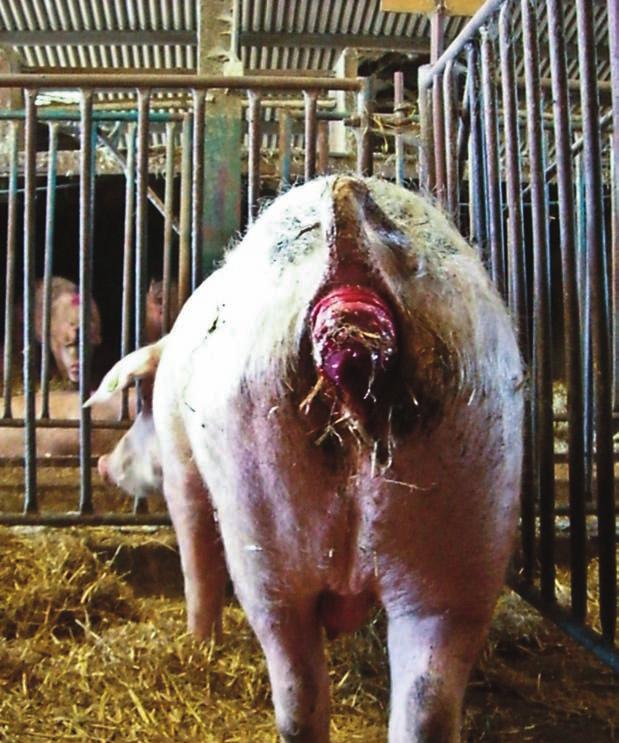 - Sick, injured and depilated pigs were left to languish with no veterinary attention.