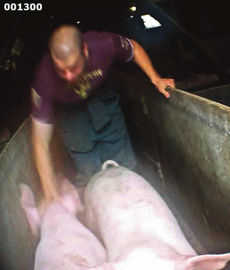 a special undercover investigation by Figure 5-6: Worker roughly kicks and drags pigs to