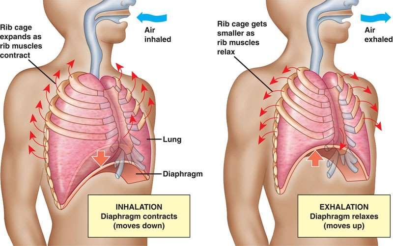 How does air get into the lungs? Air moves in and out of our lungs as they inflate and deflate.