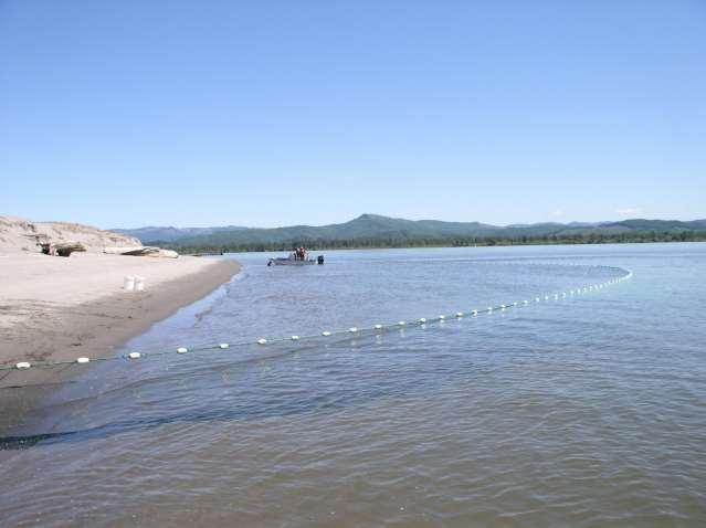 Juvenile chum migration patterns in the lower Columbia River and estuary Curtis Roegner Dan