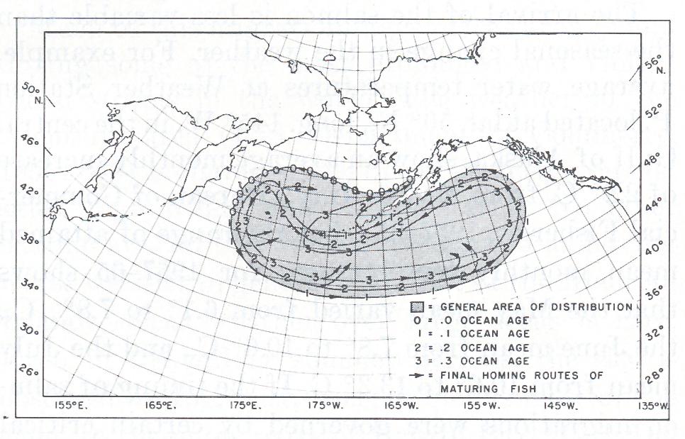 Fig. 23. The first conceptual model of the ocean migrations of Bristol Bay sockeye salmon based on U.S. seine catch data, and of Canadian, Japanese, and U.S. tagging data through 1966 (Royce et al.