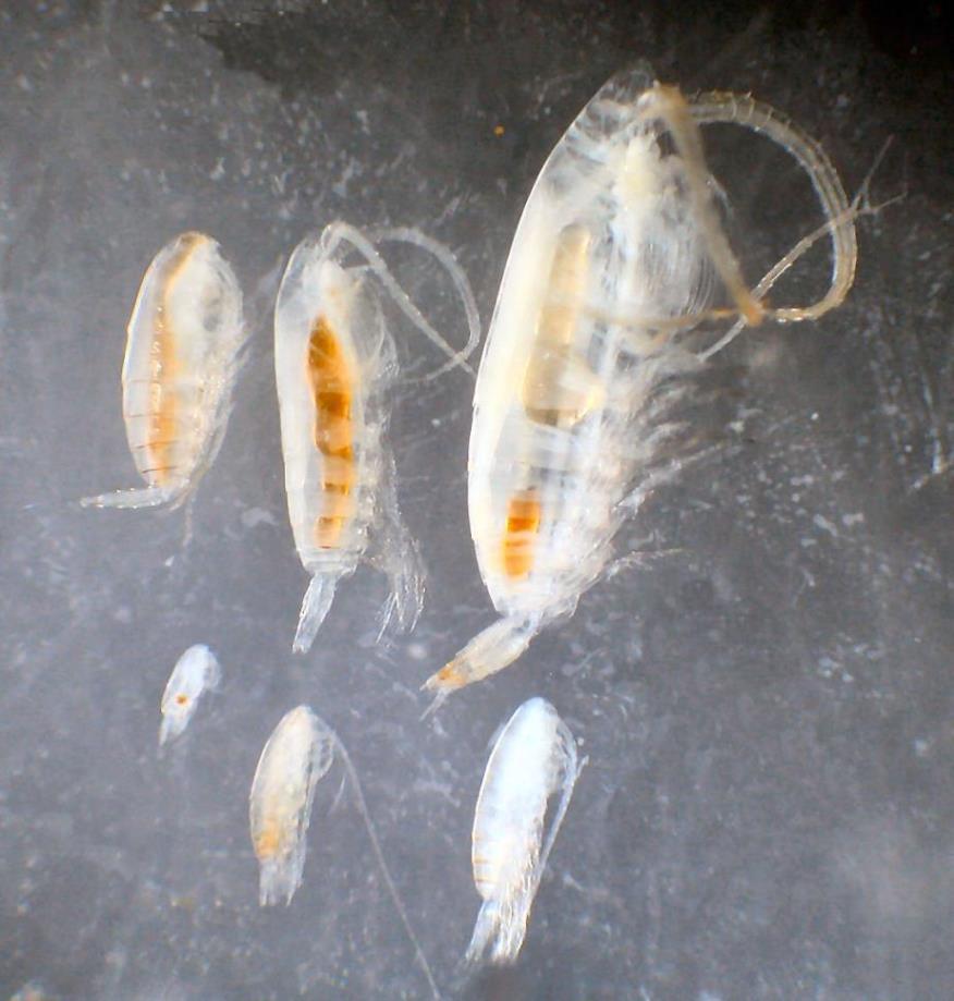 Changes in water temperature are reflected in changes in zooplankton species composition northern-type zooplankton occurred along Vancouver Island in 1 st half of 2014 when water was cool (large