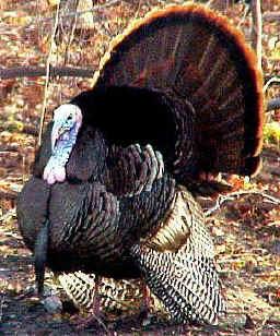 SOUTHERN MARYLAND S WILDEST TURKEY SHOOT COME WATCH US OBLITERATE A REAL TURKEY WITH A