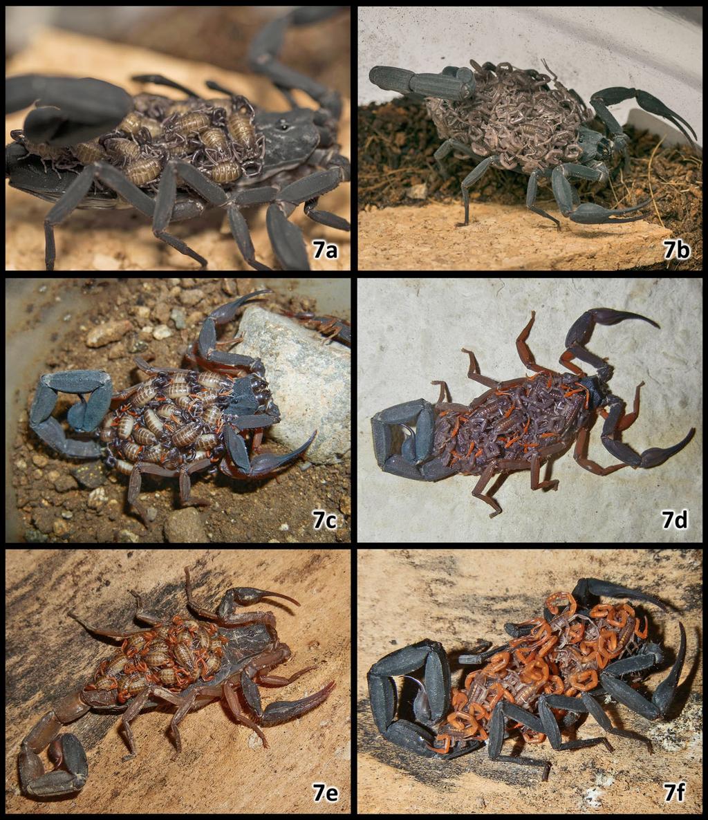 10 Euscorpius 2017, No. 252 Figure 7: Comparison of live females and their litters, photographed in captivity: a b) Centruroides caribbeanus sp. n.