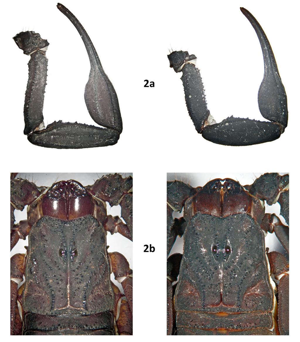 4 Euscorpius 2017, No. 252 Figure 2: Male holotype (left) and female paratype (right) of Centruroides caribbeanus sp. n., close-ups in dorsal view: a) pedipalp; b) chelicerae, carapace and tergite I.