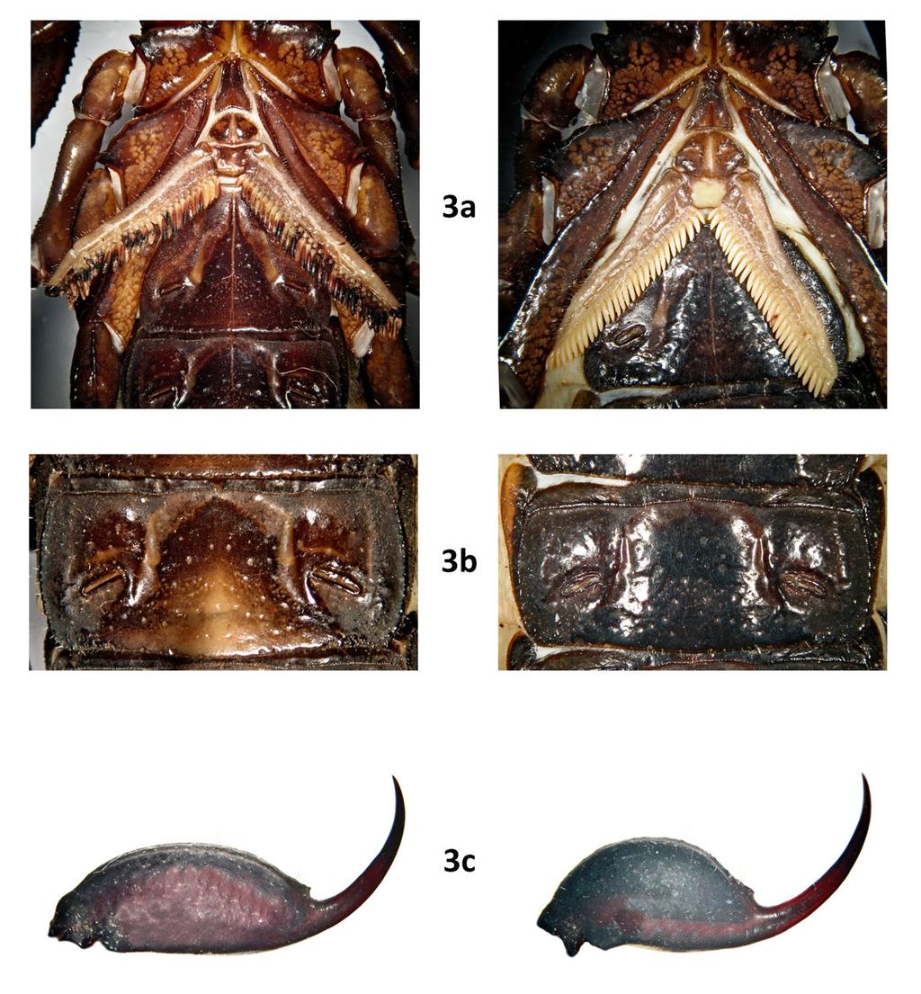Teruel & Myers: New Centruroides From Caribbean 5 Figure 3: Male holotype (left) and female paratype (right) of Centruroides caribbeanus sp. n.