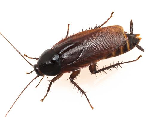 Cockroach Control Protocol Identifying Cockroaches Characteristics of common domestic