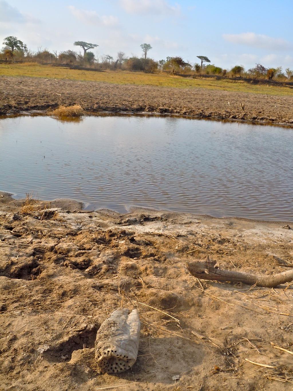 Sawyer 46 Figure 6: Stagnant Water in Antsirabe-Maroaloka Sarah Grace Sawyer A pond near the village of Antsirabe-Maroaloka, on the periphery of Morondava.
