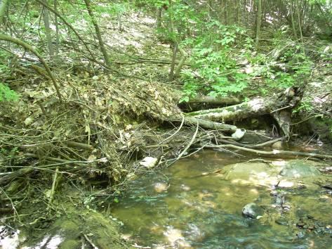 Trees allowed to fall and remain in stream systems provide ideal