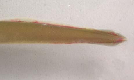 Figure 24. Ammocoete fin hemorrhage with fin injury (left) and fin hemorrhaging without fin injury (right).