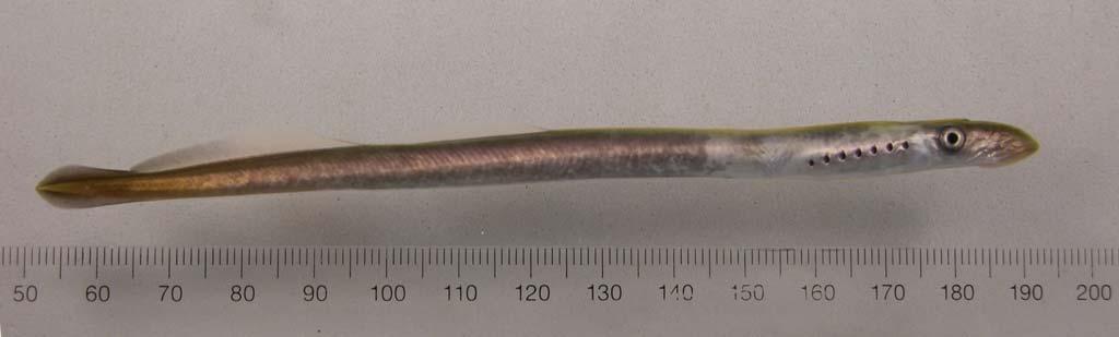 These lamprey had a blotchy or mottled appearance, sometimes associated with other injuries or diseases.