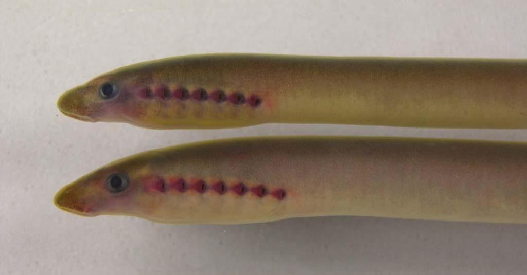lamprey were sampled exhibiting morphological characteristics of both