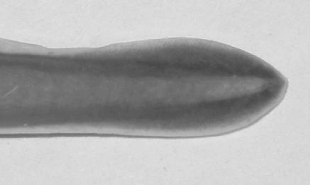A B Figure 1. Comparison of caudal region of Entosphenus tridentatus (A) and Lampetra spp (B) ammocoete from USFWS lamprey identification guide used by the Smolt Monitoring Program.