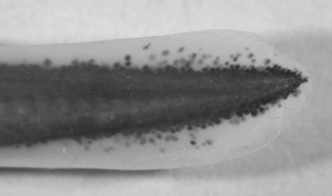 Macropthalmia are eyed juvenile lamprey with oral disk present and for Pacific lamprey these individuals range in size between 100 and 160 mm.